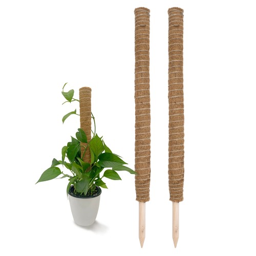 Kokos rankstab natur 2 - 80, cm